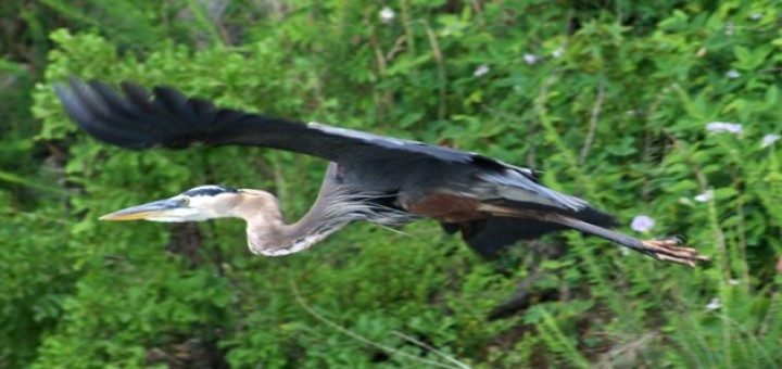 Great Blue Heron Photo