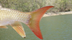 The caudal fin on River Redhorse is brilliant-red in color
