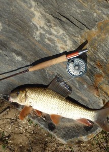 A Silver Redhorse landed using a typical 4-weight fly rod and 5x leader
