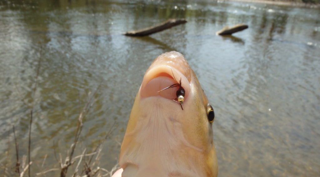 Sucker Fly