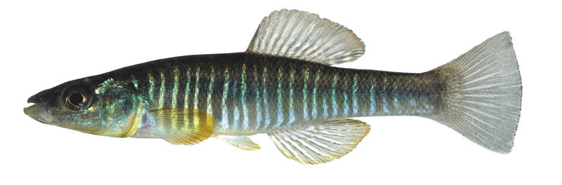 Photograph by Fred (Fritz) C. Rohde, courtesy of the Southeastern Fishes Council
