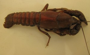 Carolina Ladle Crayfish, Cambarus davidii