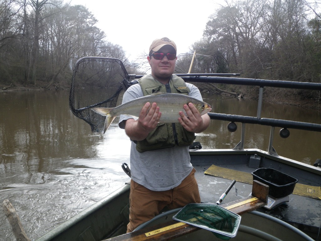 Tom Fox, NCWRC Fisheries Biologist displays an American Shad captured during a recent electrofishing survey on the Tar River.