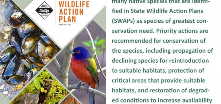 Wildlife Action Plan poster