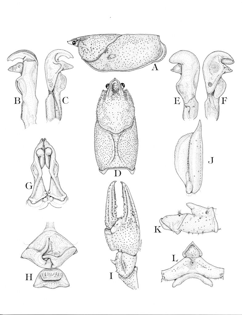 Figure 2. Illustrations of Cambarus (Cambarus) davidi Cooper, 2000 by John E. Cooper, Proceedings of the Biological Society of Washington. 