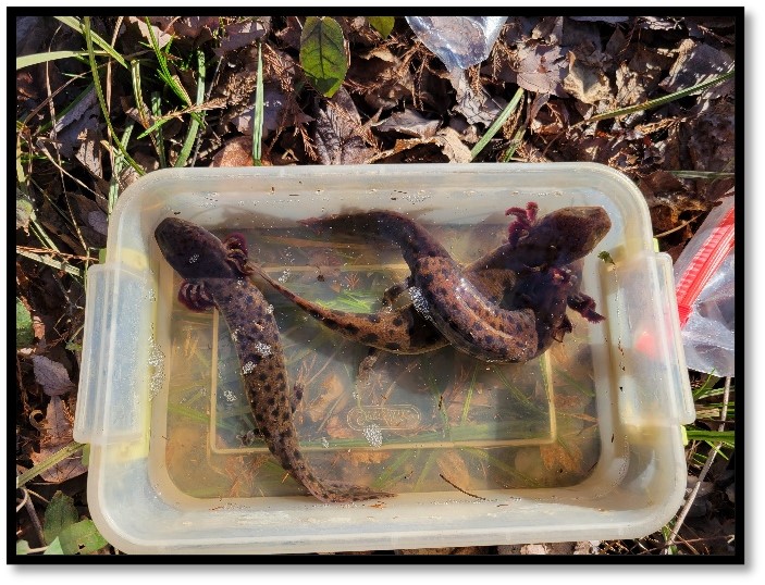 Topminnow (Family Fundulidae) Diversity in North Carolina »